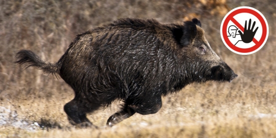 Társas vadászati figyelemfelhívás 2019
