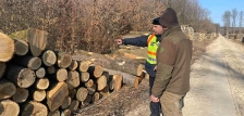 Folyamatos ellenőrzések az erdők védelméért