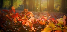 Magyarország ősszel is vár